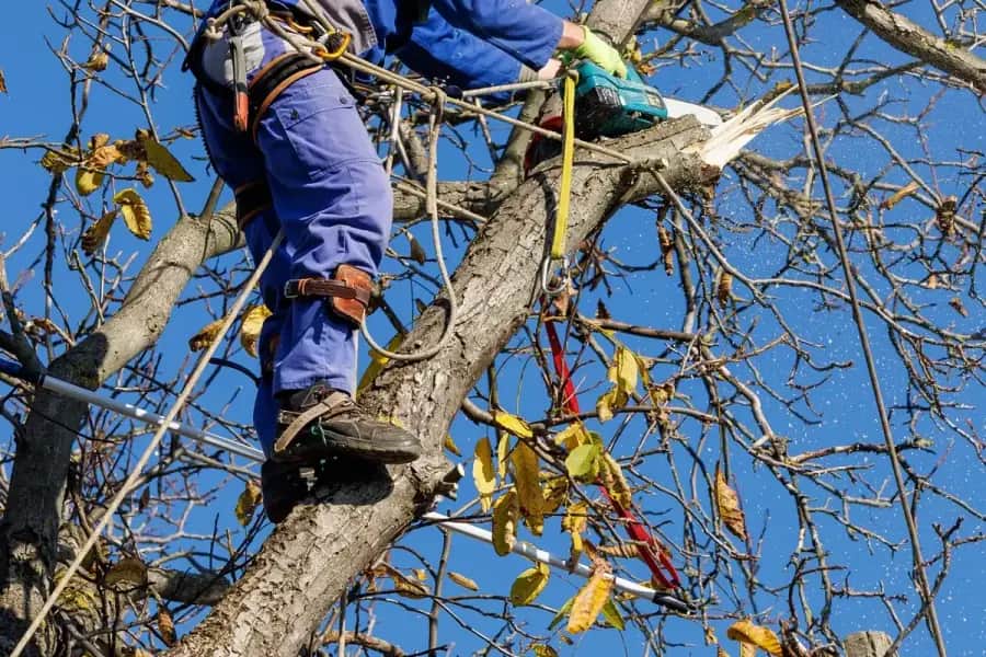 Arborist Services in Charlotte by Charlotte Tree Co.