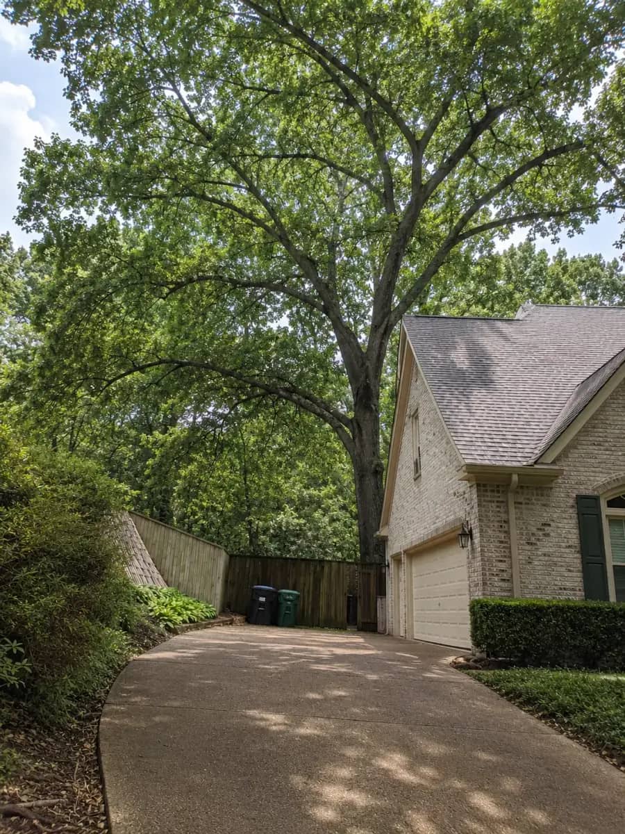 After - Charlotte Tree Co. project