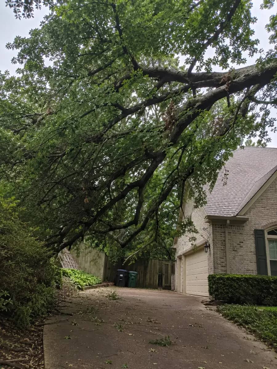 Before - Charlotte Tree Co. project