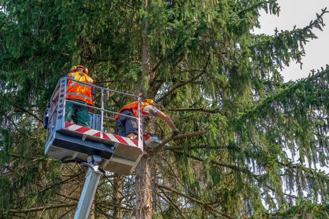 Charlotte Tree Co. tree care crew working in Charlotte — photo 1