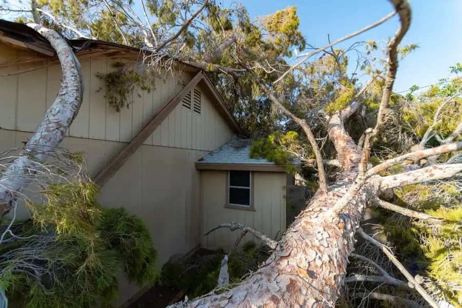 Emergency Tree Service by Charlotte Tree Co. in Charlotte