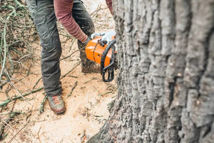 Tree Removal by Charlotte Tree Co. in Charlotte