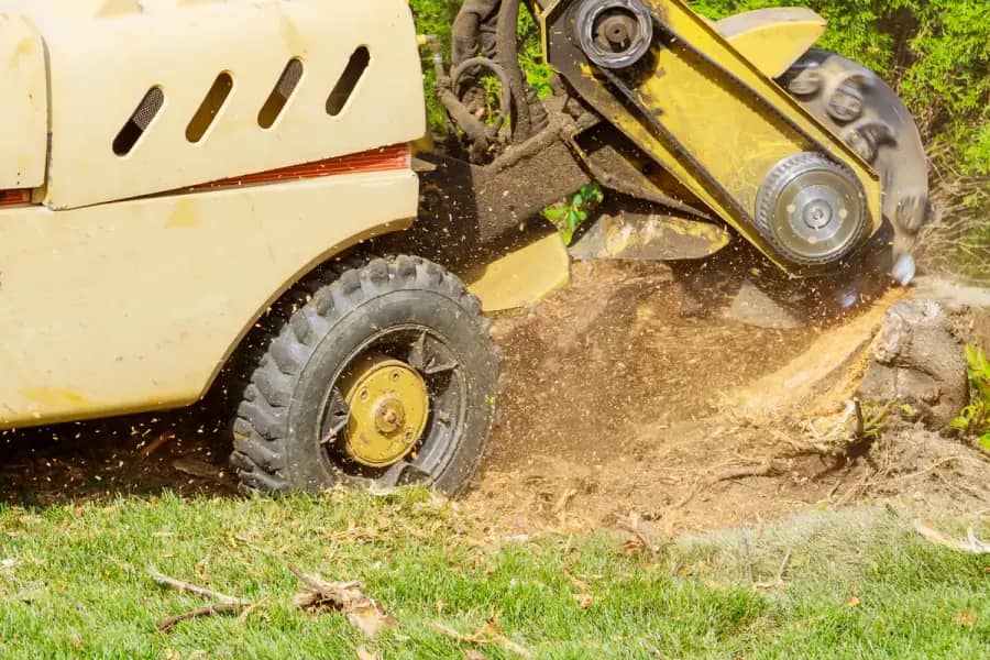Stump Grinding by Charlotte Tree Co. in Charlotte