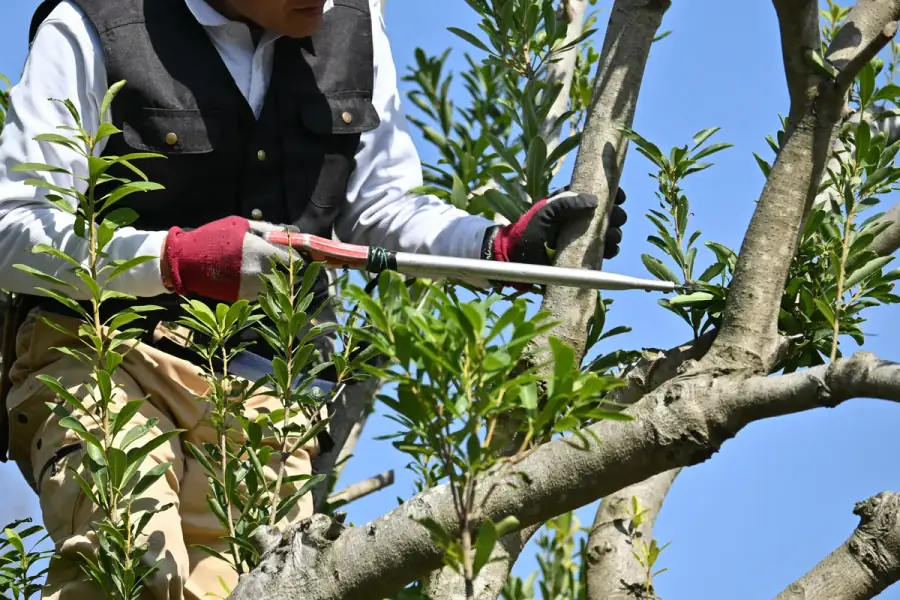 Tree Trimming by Charlotte Tree Co. in Charlotte