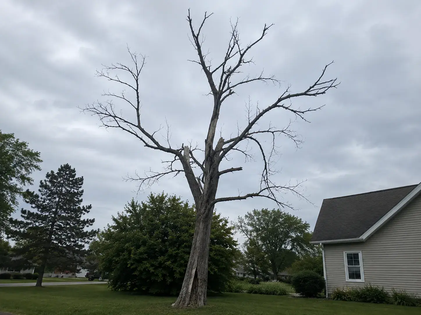 Charlotte yard tree with a split union and thinning upper canopy